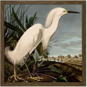 Artery8 Wall Art Print Audubon Birds Snowy Heron Painting Square Framed Picture 16X16 Inch in Brown Size: W16" x H16" Brown W16" x H16" Artery8 Wall Art Print Audubon Birds Snowy Heron Painting Square Framed Picture 16X16 Inch in Brown Size: W16" x H16" Brown W16" x H16"