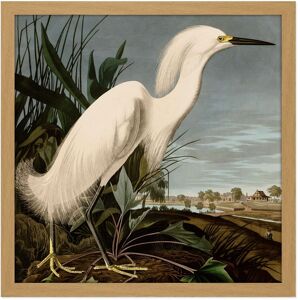 Artery8 Wall Art Print Audubon Birds Snowy Heron Painting Square Framed Picture 16X16 Inch in Light Oak Size: W16" x H16" Light Oak W16" x H16" Artery8 Wall Art Print Audubon Birds Snowy Heron Painting Square Framed Picture 16X16 Inch in Light Oak Size: W16" x H16" Light Oak W16" x H16"