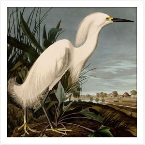 Artery8 Wall Art Print Audubon Birds Snowy Heron Painting Square Framed Picture 16X16 Inch in White Size: W16" x H16" White W16" x H16" Artery8 Wall Art Print Audubon Birds Snowy Heron Painting Square Framed Picture 16X16 Inch in White Size: W16" x H16" White W16" x H16"
