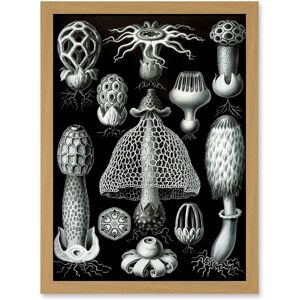 Artery8 Nature Ernst Haeckel Fungus Mushroom Toadstool Botanical A4 Artwork Framed Wall Art Print in Light Oak Light Oak Artery8 Nature Ernst Haeckel Fungus Mushroom Toadstool Botanical A4 Artwork Framed Wall Art Print in Light Oak Light Oak