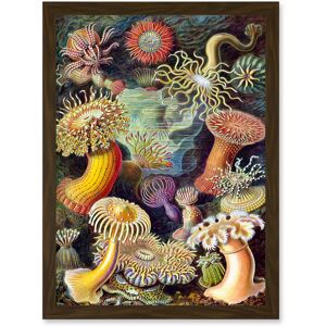 Artery8 Ernst Haeckel Botanical Sea Vintage Nature Art Biology Anemone A4 Artwork Framed Wall Art Print in Brown Brown Artery8 Ernst Haeckel Botanical Sea Vintage Nature Art Biology Anemone A4 Artwork Framed Wall Art Print in Brown Brown