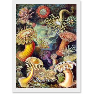 Artery8 Ernst Haeckel Botanical Sea Vintage Nature Art Biology Anemone A4 Artwork Framed Wall Art Print in White White Artery8 Ernst Haeckel Botanical Sea Vintage Nature Art Biology Anemone A4 Artwork Framed Wall Art Print in White White