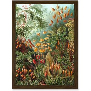 Artery8 Nature Art Ernst Haeckel Sea Plant Biology Botanical Vintage A4 Artwork Framed Wall Art Print in Brown Brown Artery8 Nature Art Ernst Haeckel Sea Plant Biology Botanical Vintage A4 Artwork Framed Wall Art Print in Brown Brown