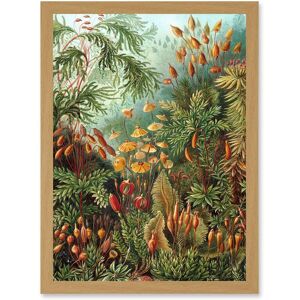 Artery8 Nature Art Ernst Haeckel Sea Plant Biology Botanical Vintage A4 Artwork Framed Wall Art Print in Light Oak Light Oak Artery8 Nature Art Ernst Haeckel Sea Plant Biology Botanical Vintage A4 Artwork Framed Wall Art Print in Light Oak Light Oak