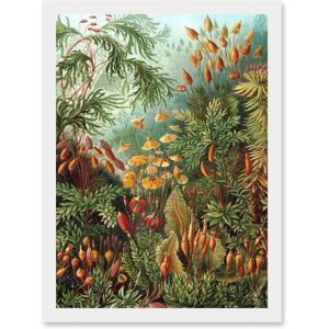 Artery8 Nature Art Ernst Haeckel Sea Plant Biology Botanical Vintage A4 Artwork Framed Wall Art Print in White White Artery8 Nature Art Ernst Haeckel Sea Plant Biology Botanical Vintage A4 Artwork Framed Wall Art Print in White White