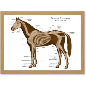 Artery8 Horse Anatomy Diagram Vets Animals Skeleton Bones A4 Artwork Framed Wall Art Print in Light Oak Light Oak Artery8 Horse Anatomy Diagram Vets Animals Skeleton Bones A4 Artwork Framed Wall Art Print in Light Oak Light Oak
