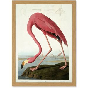 Artery8 Painting Nature Audubon American Flamingo A4 Artwork Framed Wall Art Print in Light Oak Light Oak Artery8 Painting Nature Audubon American Flamingo A4 Artwork Framed Wall Art Print in Light Oak Light Oak