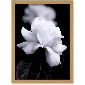 Artery8 Nature Black White Rose Petal Flower A4 Artwork Framed Wall Art Print in Light Oak Light Oak Artery8 Nature Black White Rose Petal Flower A4 Artwork Framed Wall Art Print in Light Oak Light Oak