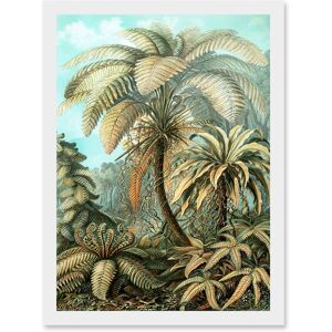 Artery8 Nature Biology Ferns Ernst Haeckel botanical Vintage Artwork Framed Wall Art Print A4 in White White Artery8 Nature Biology Ferns Ernst Haeckel botanical Vintage Artwork Framed Wall Art Print A4 in White White