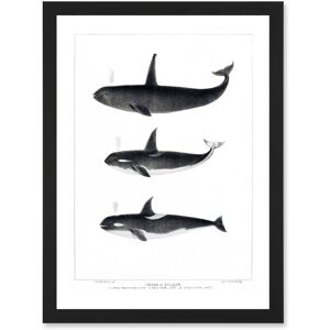 Artery8 Orca Killer Whales Nature Ocean Sea Life Artwork Framed Wall Art Print A4 in Black Black Artery8 Orca Killer Whales Nature Ocean Sea Life Artwork Framed Wall Art Print A4 in Black Black