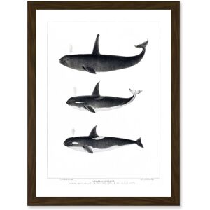 Artery8 Orca Killer Whales Nature Ocean Sea Life Artwork Framed Wall Art Print A4 in Brown Brown Artery8 Orca Killer Whales Nature Ocean Sea Life Artwork Framed Wall Art Print A4 in Brown Brown