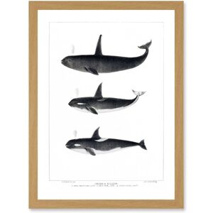 Artery8 Orca Killer Whales Nature Ocean Sea Life Artwork Framed Wall Art Print A4 in Light Oak Light Oak Artery8 Orca Killer Whales Nature Ocean Sea Life Artwork Framed Wall Art Print A4 in Light Oak Light Oak