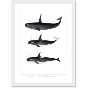 Artery8 Orca Killer Whales Nature Ocean Sea Life Artwork Framed Wall Art Print A4 in White White Artery8 Orca Killer Whales Nature Ocean Sea Life Artwork Framed Wall Art Print A4 in White White