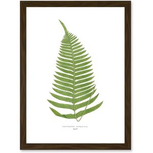 Artery8 - Fern Polypodium Catharinae - A4 - Brown - Wall Art Print Artery8 - Fern Polypodium Catharinae - A4 - Brown - Wall Art Print