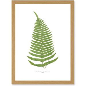 Artery8 Fern Polypodium Catharinae - A4 - Light Oak - Wall Art Print Artery8 Fern Polypodium Catharinae - A4 - Light Oak - Wall Art Print