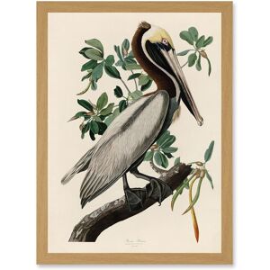 Artery8 Audubon Birds America Brown Pelican Nature Animals Artwork Framed Wall Art Print A4 in Light Oak Light Oak Artery8 Audubon Birds America Brown Pelican Nature Animals Artwork Framed Wall Art Print A4 in Light Oak Light Oak