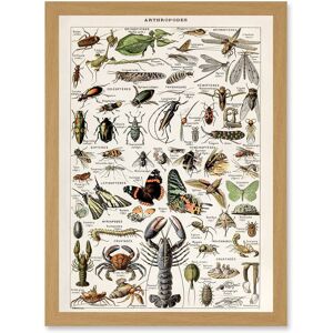 Artery8 Millot Encyclopedia Arthropods Exoskeletal Animals Nature Artwork Framed Wall Art Print A4 in Light Oak Light Oak Artery8 Millot Encyclopedia Arthropods Exoskeletal Animals Nature Artwork Framed Wall Art Print A4 in Light Oak Light Oak