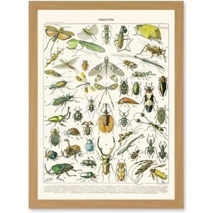 Artery8 Millot Encyclopedia vintage Flying Insects Beetles Nature Artwork Framed Wall Art Print A4 in Light Oak Light Oak Artery8 Millot Encyclopedia vintage Flying Insects Beetles Nature Artwork Framed Wall Art Print A4 in Light Oak Light Oak
