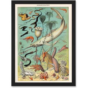 Artery8 Millot Encyclopedia vintage Ocean Fish Shark Prawns Nature Artwork Framed Wall Art Print A4 in Black Black Artery8 Millot Encyclopedia vintage Ocean Fish Shark Prawns Nature Artwork Framed Wall Art Print A4 in Black Black