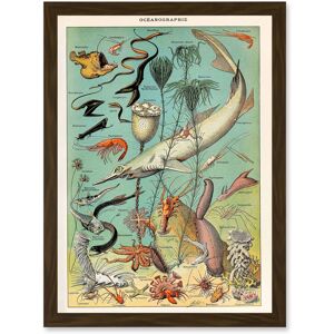 Artery8 Millot Encyclopedia vintage Ocean Fish Shark Prawns Nature Artwork Framed Wall Art Print A4 in Brown Brown Artery8 Millot Encyclopedia vintage Ocean Fish Shark Prawns Nature Artwork Framed Wall Art Print A4 in Brown Brown