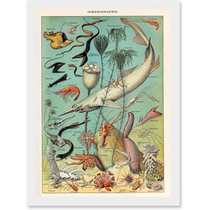 Artery8 Millot Encyclopedia vintage Ocean Fish Shark Prawns Nature Artwork Framed Wall Art Print A4 in White White Artery8 Millot Encyclopedia vintage Ocean Fish Shark Prawns Nature Artwork Framed Wall Art Print A4 in White White