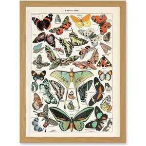 Artery8 Millot Encyclopedia vintage Variety Butterflies Moths Nature Artwork Framed Wall Art Print A4 in Light Oak Light Oak Artery8 Millot Encyclopedia vintage Variety Butterflies Moths Nature Artwork Framed Wall Art Print A4 in Light Oak Light Oak