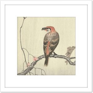 Artery8 Ohara Koson Crossbill On Tree Branch Japan 8X8 Inch Square Wooden Framed Wall Art Print Picture with Mount in White White Artery8 Ohara Koson Crossbill On Tree Branch Japan 8X8 Inch Square Wooden Framed Wall Art Print Picture with Mount in White White