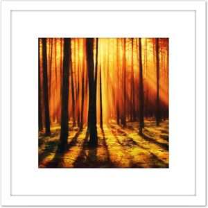 Artery8 Forest Sunset Nature Photograph 8X8 Inch Square Wooden Framed Wall Art Print Picture with Mount in White White Artery8 Forest Sunset Nature Photograph 8X8 Inch Square Wooden Framed Wall Art Print Picture with Mount in White White