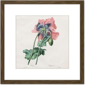 Artery8 Langlois After Pierre Joseph Redoute Poppy 8X8 Inch Square Wooden Framed Wall Art Print Picture with Mount in Brown Brown Artery8 Langlois After Pierre Joseph Redoute Poppy 8X8 Inch Square Wooden Framed Wall Art Print Picture with Mount in Brown Brown