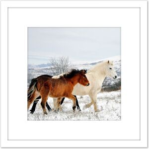 Artery8 Aljabakphoto Horses Sar Mountains Kosovo Photo 8X8 Inch Square Wooden Framed Wall Art Print Picture with Mount in White White Artery8 Aljabakphoto Horses Sar Mountains Kosovo Photo 8X8 Inch Square Wooden Framed Wall Art Print Picture with Mount in White White