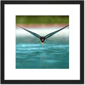 Artery8 Sanchezn Swallow Bird Drinking Swimming Pool Photo 8X8 Inch Square Wooden Framed Wall Art Print Picture with Mount in Black Black Artery8 Sanchezn Swallow Bird Drinking Swimming Pool Photo 8X8 Inch Square Wooden Framed Wall Art Print Picture with Mount in Black Black