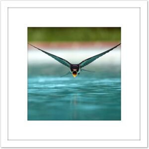Artery8 Sanchezn Swallow Bird Drinking Swimming Pool Photo 8X8 Inch Square Wooden Framed Wall Art Print Picture with Mount in White White Artery8 Sanchezn Swallow Bird Drinking Swimming Pool Photo 8X8 Inch Square Wooden Framed Wall Art Print Picture with Mount in White White