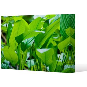 Benjamin Tate Design Green leaf background abstract of nature (Canvas Print) / 101 x 77 x 4cm in Natural Size: 101 x 77 x 4 cm Natural 101 x 77 x 4 cm Benjamin Tate Design Green leaf background abstract of nature (Canvas Print) / 101 x 77 x 4cm in Natural Size: 101 x 77 x 4 cm Natural 101 x 77 x 4 cm