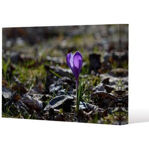 Benjamin Tate Design autumn flower bloom in nature (Canvas Print) / 46 x 31 x 4cm in Natural Size: 46 x 31 x 4 cm Natural 46 x 31 x 4 cm Benjamin Tate Design autumn flower bloom in nature (Canvas Print) / 46 x 31 x 4cm in Natural Size: 46 x 31 x 4 cm Natural 46 x 31 x 4 cm