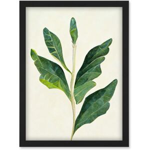 Artery8 Detail Of Rubber Fig Plant Botanical Illustration Artwork Framed Wall Art Print A4 in Black Black Artery8 Detail Of Rubber Fig Plant Botanical Illustration Artwork Framed Wall Art Print A4 in Black Black