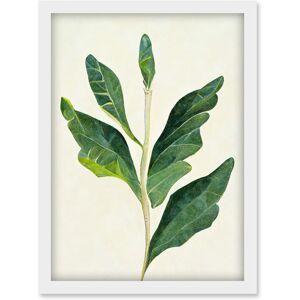 Artery8 Detail Of Rubber Fig Plant Botanical Illustration Artwork Framed Wall Art Print A4 in White White Artery8 Detail Of Rubber Fig Plant Botanical Illustration Artwork Framed Wall Art Print A4 in White White