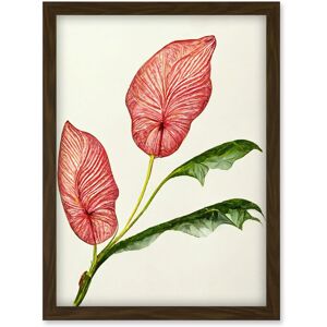 Artery8 Pink Laceleaf Tropical Leaf Anthurium Botanical Artwork Framed Wall Art Print A4 in Brown Brown Artery8 Pink Laceleaf Tropical Leaf Anthurium Botanical Artwork Framed Wall Art Print A4 in Brown Brown
