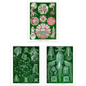 Artery8 Set of 3 Jellyfish Green & Pink Haeckel Vintage Illustrations Detailed Marine Animal Study Unframed Wall Art Living Room Poster Prints Pack Green W12" x H16" Artery8 Set of 3 Jellyfish Green & Pink Haeckel Vintage Illustrations Detailed Marine Animal Study Unframed Wall Art Living Room Poster Prints Pack Green W12" x H16"
