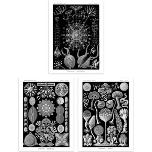 Artery8 Set of 3 Phaeodaria Black White Haeckel Vintage Illustrations Marine Plankton Amoeboid Cercozoans Unframed Wall Art Living Room Poster Prints Black W12" x H16" Artery8 Set of 3 Phaeodaria Black White Haeckel Vintage Illustrations Marine Plankton Amoeboid Cercozoans Unframed Wall Art Living Room Poster Prints Black W12" x H16"