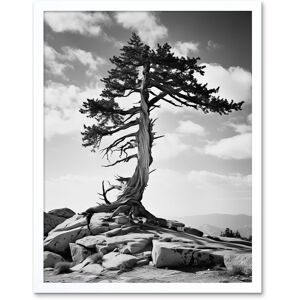 Artery8 Wall Art Print Weathered Jeffrey Pine Standing on a Rocky Hill Black & White Photograph Lone Tree Art Framed Size: W12" x H16" White W12" x H16" Artery8 Wall Art Print Weathered Jeffrey Pine Standing on a Rocky Hill Black & White Photograph Lone Tree Art Framed Size: W12" x H16" White W12" x H16"
