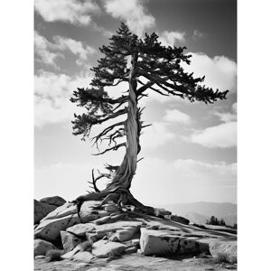 Artery8 Wall Art Print Weathered Jeffrey Pine Standing on a Rocky Hill Black & White Photograph Lone Tree Poster in Grey Size: W12" x H16" Grey W12" x H16" Artery8 Wall Art Print Weathered Jeffrey Pine Standing on a Rocky Hill Black & White Photograph Lone Tree Poster in Grey Size: W12" x H16" Grey W12" x H16"