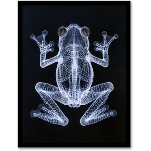 Artery8 Frog Detailed Dark Luminescent Xray Effect Framed Art Print in Black Size: W12" x H16" Black W12" x H16" Artery8 Frog Detailed Dark Luminescent Xray Effect Framed Art Print in Black Size: W12" x H16" Black W12" x H16"