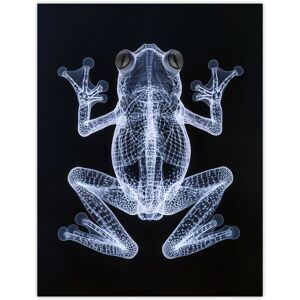 Artery8 Frog Detailed Dark Luminescent Xray Effect Wall Art Print in Black Size: W12" x H16" Black W12" x H16" Artery8 Frog Detailed Dark Luminescent Xray Effect Wall Art Print in Black Size: W12" x H16" Black W12" x H16"
