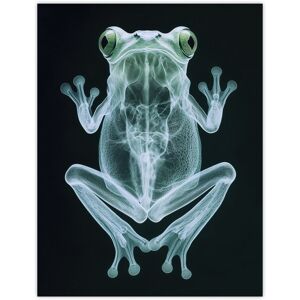Artery8 Frog Teal Green Dark Luminescent Xray Effect Wall Art Print in Black Size: W12" x H16" Black W12" x H16" Artery8 Frog Teal Green Dark Luminescent Xray Effect Wall Art Print in Black Size: W12" x H16" Black W12" x H16"