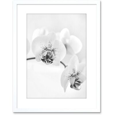 Artery8 - Orchid Flower - Black - White - Wall Art Print Artery8 - Orchid Flower - Black - White - Wall Art Print