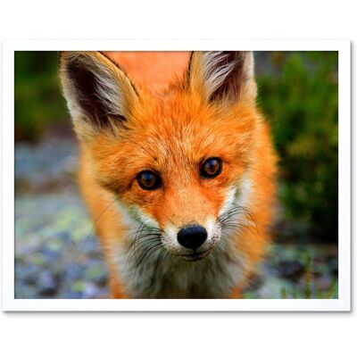 Artery8 Wall Art Print Baby Fox Portrait Cute Woodland Animal Wildlife Nature Photograph Art Framed in White Size: W12" x H16" White W12" x H16" Artery8 Wall Art Print Baby Fox Portrait Cute Woodland Animal Wildlife Nature Photograph Art Framed in White Size: W12" x H16" White W12" x H16"