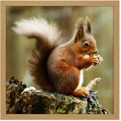 Artery8 Wall Art Print Trimming Red Squirrel Eating Forest Nature Photo Square Framed Picture 16X16 Inch in Light Oak Size: W16" x H16" Light Oak W16" x H16" Artery8 Wall Art Print Trimming Red Squirrel Eating Forest Nature Photo Square Framed Picture 16X16 Inch in Light Oak Size: W16" x H16" Light Oak W16" x H16"