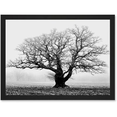 Artery8 - Old Oak Tree - Black - White - Framed Wall Art Artery8 - Old Oak Tree - Black - White - Framed Wall Art