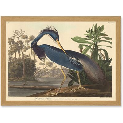 Artery8 - Audubon Louisiana Heron - A4 - Framed Wall Art Artery8 - Audubon Louisiana Heron - A4 - Framed Wall Art