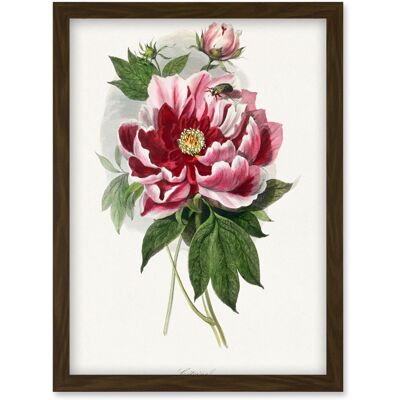 Artery8 - Vintage Pink Red Peony Bloom - A4 Artery8 - Vintage Pink Red Peony Bloom - A4